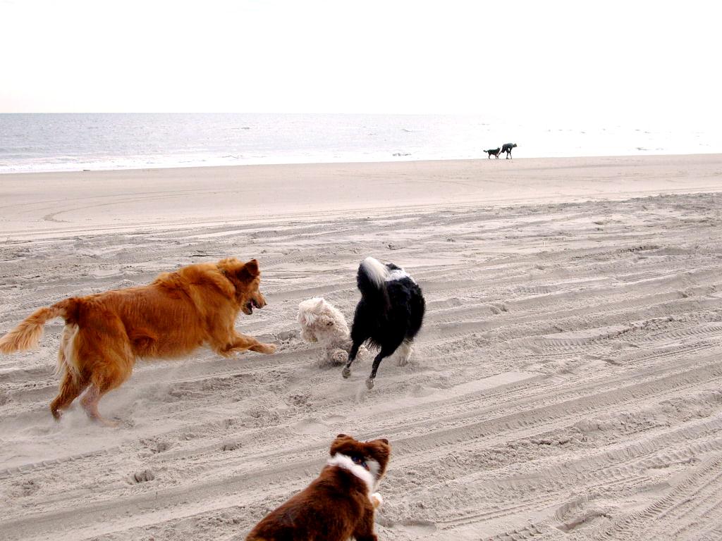 Sandee - Corson's Inlet State Park Beach