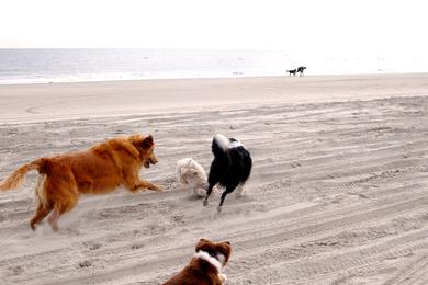 Sandee - Corson's Inlet State Park Beach