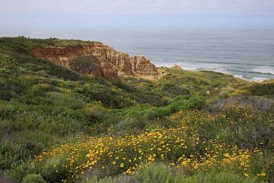 Sandee Torrey Pines City Beach Photo