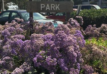 Sandee - Mission Bay, Fanuel Street Park