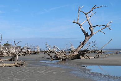 Sandee Boneyard Beach Photo