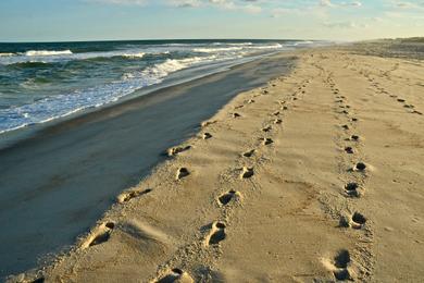 Sandee - Ship Bottom Beach