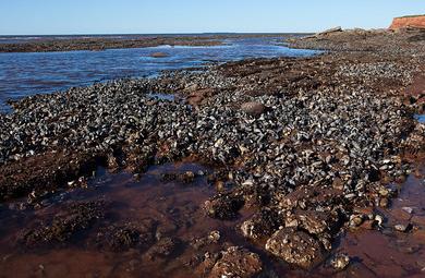 Sandee - Kinlock Beach