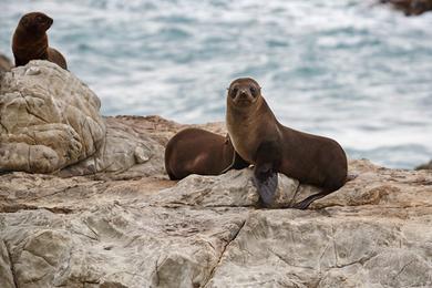 Sandee Seal Rocks Beach Photo