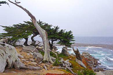 Sandee Pescadero Point Beach Photo