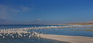 Sandee Salton Beach