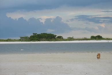 Sandee Bonita Beach Dog Park Photo