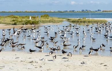 Sandee Fort Desoto Beach Park Photo