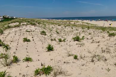 Sandee - Ship Bottom Beach