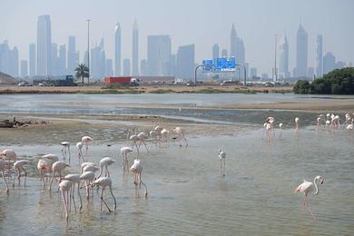 Sandee Flamingo Beach Photo