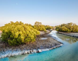 Sandee Mangrove Photo