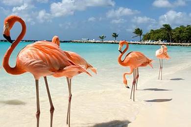 Sandee Flamingo Beach Resort Private Beach