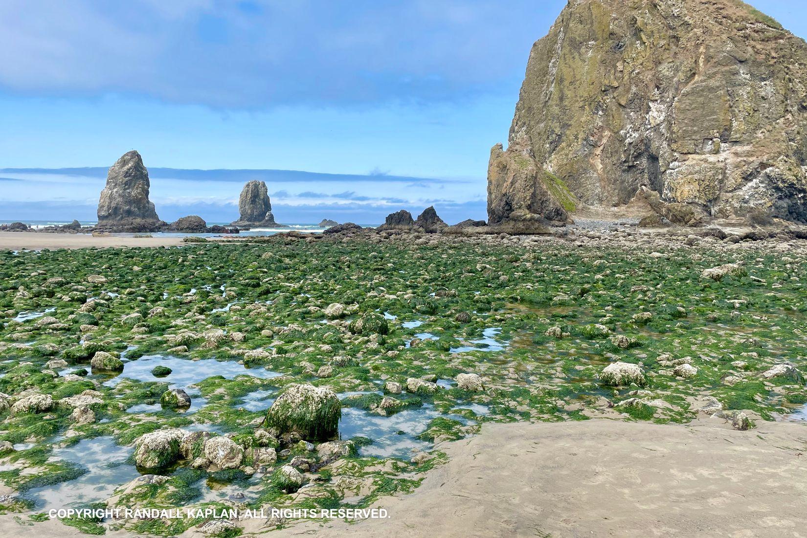 Sandee - Cannon Beach