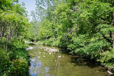 Sandee Taylor Creek