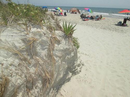 Sandee Huntington Beach State Park Beach Access & Picnic Area Photo