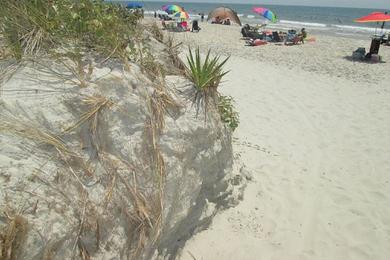 Sandee Huntington Beach State Park Beach Access & Picnic Area