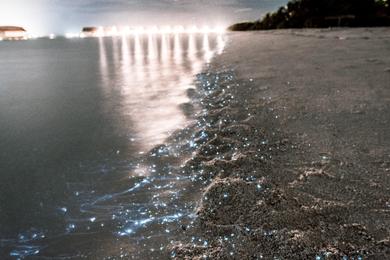 Sandee Bioluminescent Beaches in Turkey