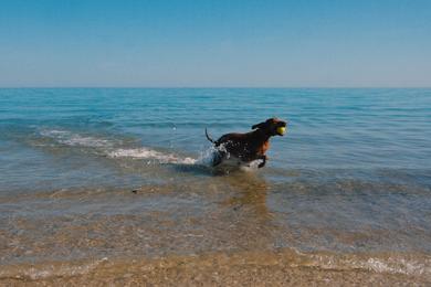 Sandee Best Dog Beaches in Jersey