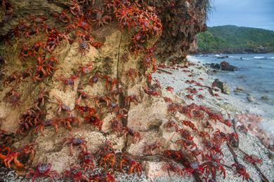 Sandee Best Beaches in Christmas Islands