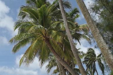 Sandee Best Camping Beaches in the Cook Islands