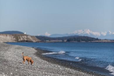 Sandee Best Dog-Friendly Beaches in Chile