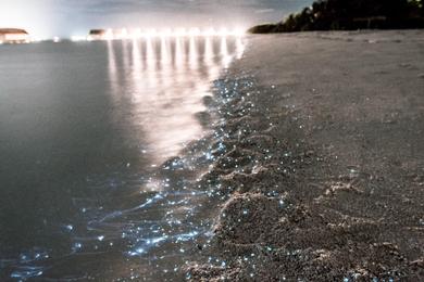 Sandee Best Bioluminescent Beaches in Ecuador