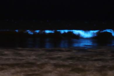 Sandee Best Bioluminescent Beaches in United Arab Emirates