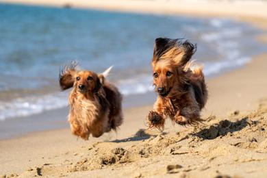 Sandee Best Dog Beaches in Fiji