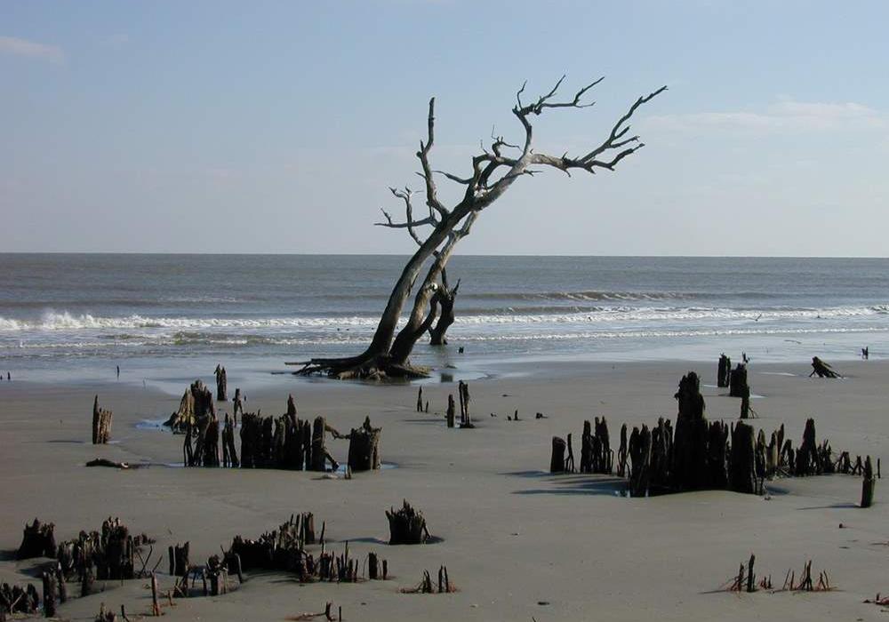 Sandee Bull Island-Cape Romain Wildlife Refuge