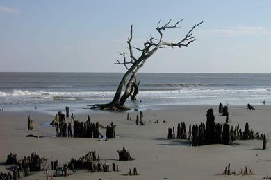 Sandee Bull Island-Cape Romain Wildlife Refuge