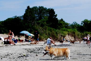 Sandee - Manasquan Dog Beach Park