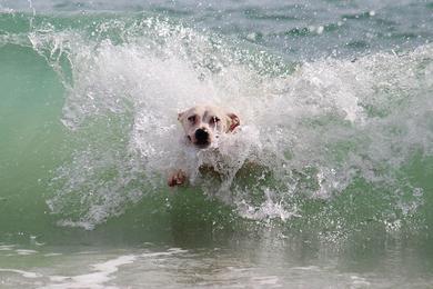 Sandee Best Dog Beaches in Mauritius