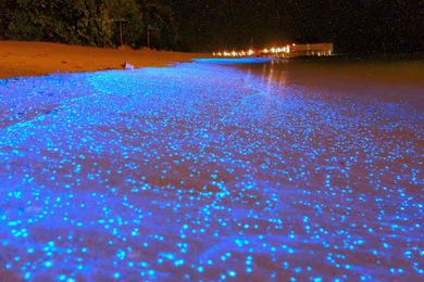 Sandee Best Bioluminescent Beaches in the Maldives