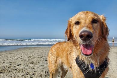 Sandee Best Dog Beaches in Lebanon