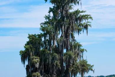 Sandee Most Dangerous Beaches in Louisiana