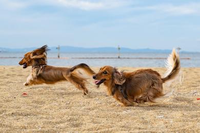 Sandee Best Dog Friendly Beaches in Indonesia