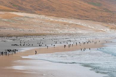 Sandee Best Nude Beaches in Falkland Islands 