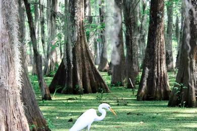 Sandee Most Polluted Beaches in Louisiana