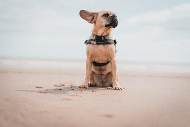 Sandee Best Dog Beaches in India