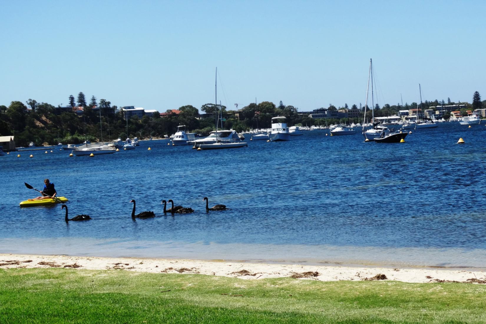 Sandee - HomePage / Peppermint Grove Beach