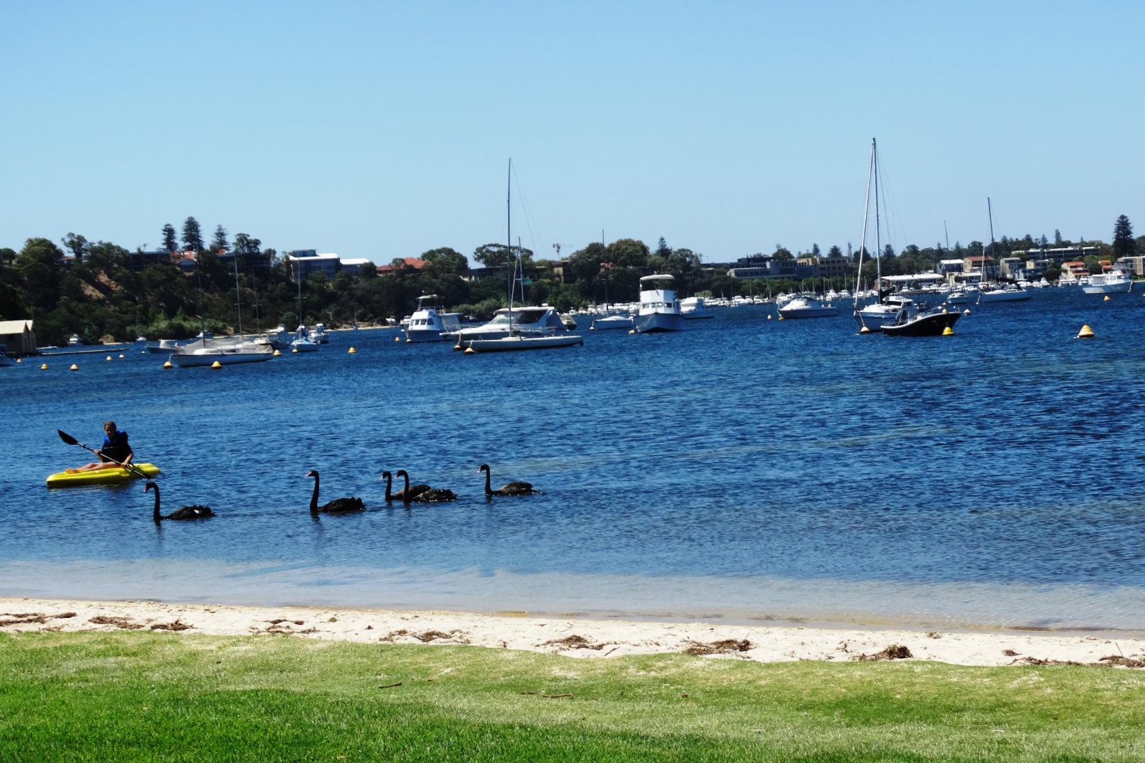 Peppermint Grove Beach Photo - Sandee