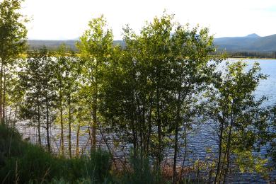 Sandee Big Cove Lake Almanor Photo