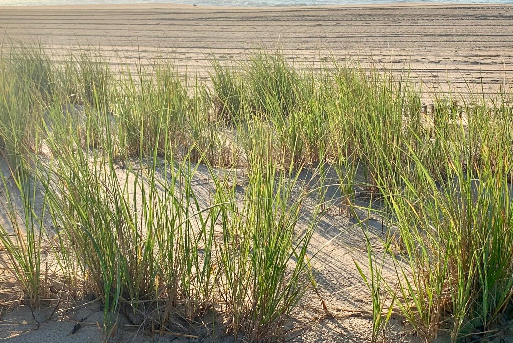 Sandee - Brant Beach