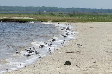 Sandee Tuckerton Green Street Beach