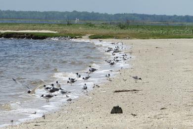 Sandee Tuckerton Green Street Beach Photo