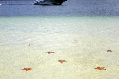 Sandee - Starfish Point