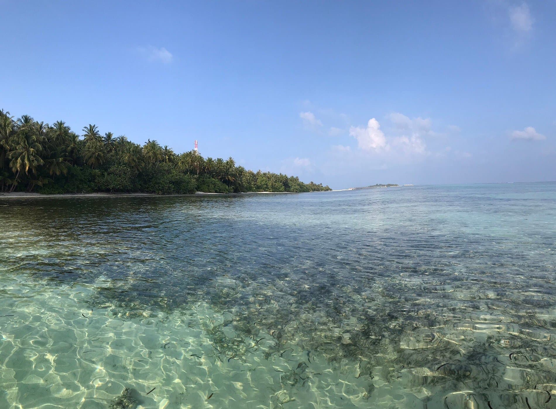 Sandee - White Tern Maldives