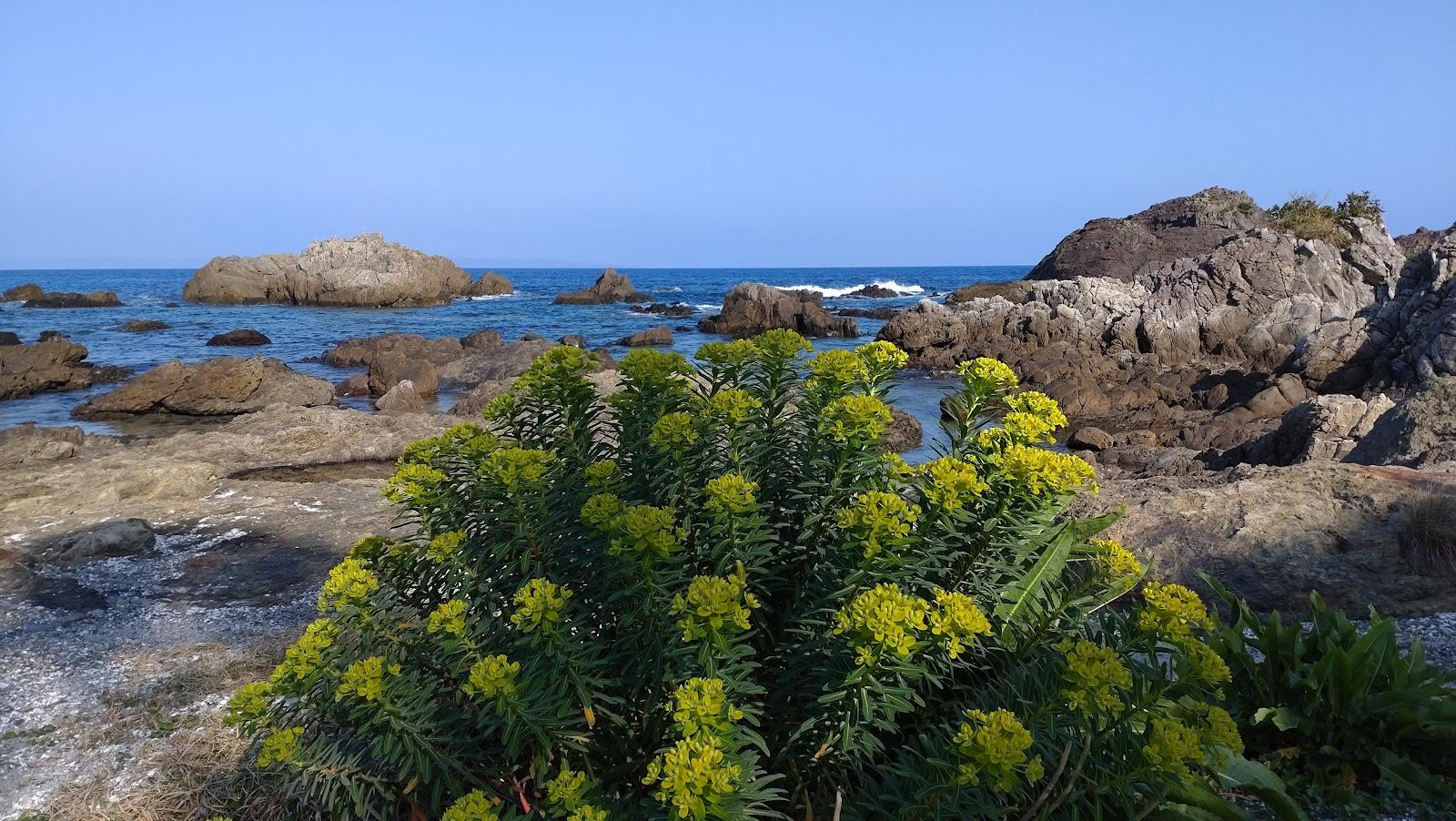 Sandee Tashiro Coast