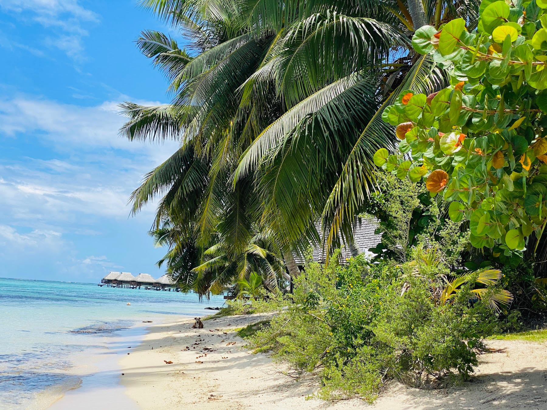 Sandee Moorea Beach House - Gisele Photo