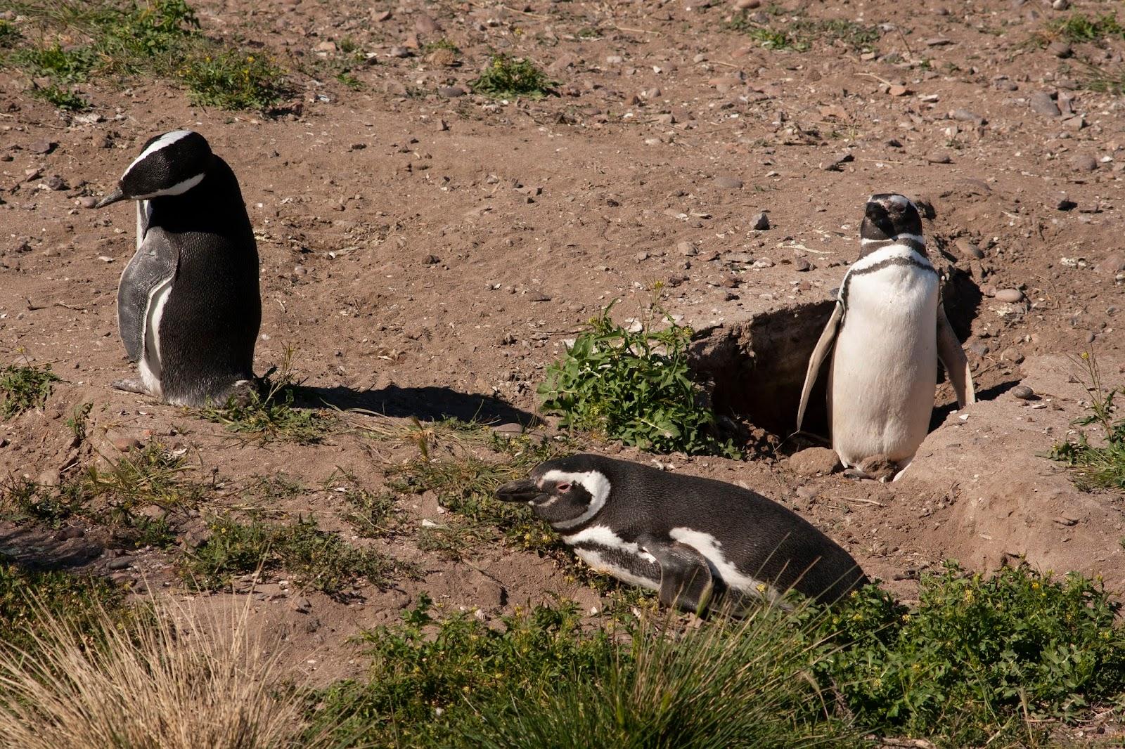Sandee - Pinguinera Cabo Dos Bahias